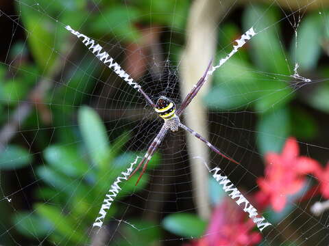 Imagem de Argiope