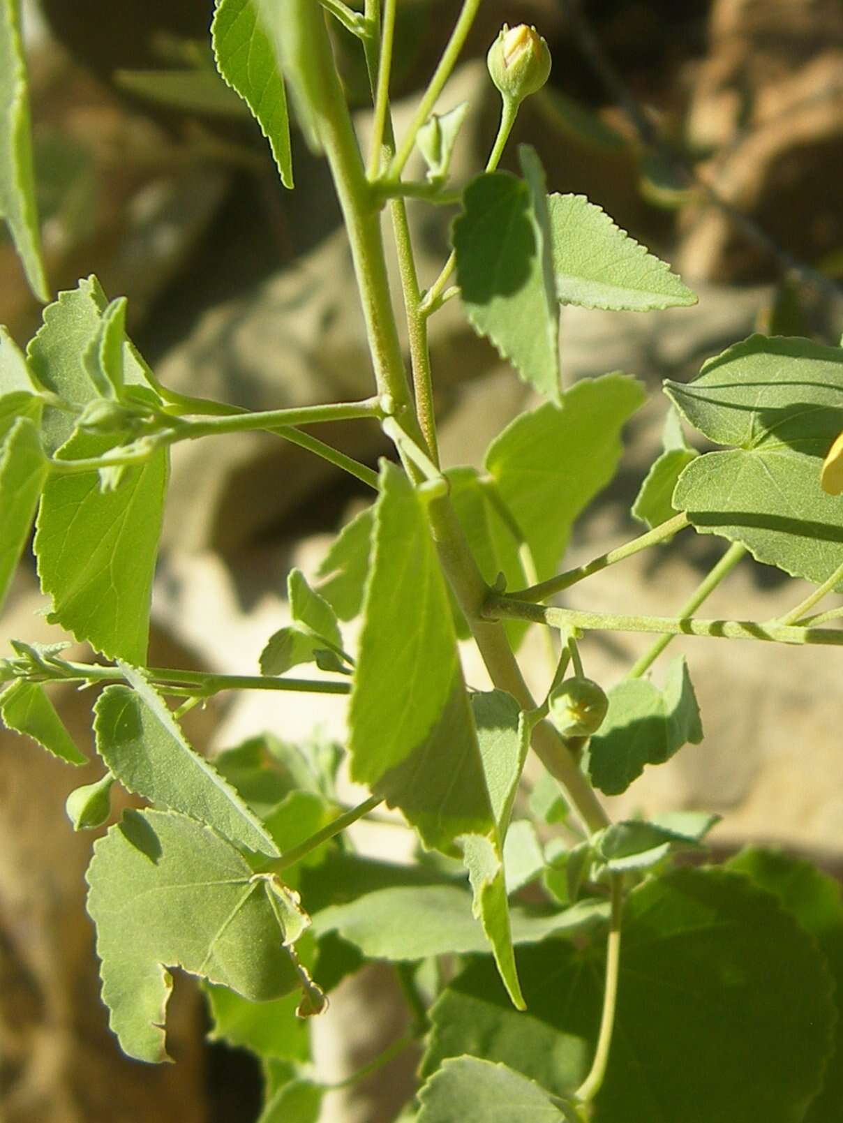 Image of Indian mallow