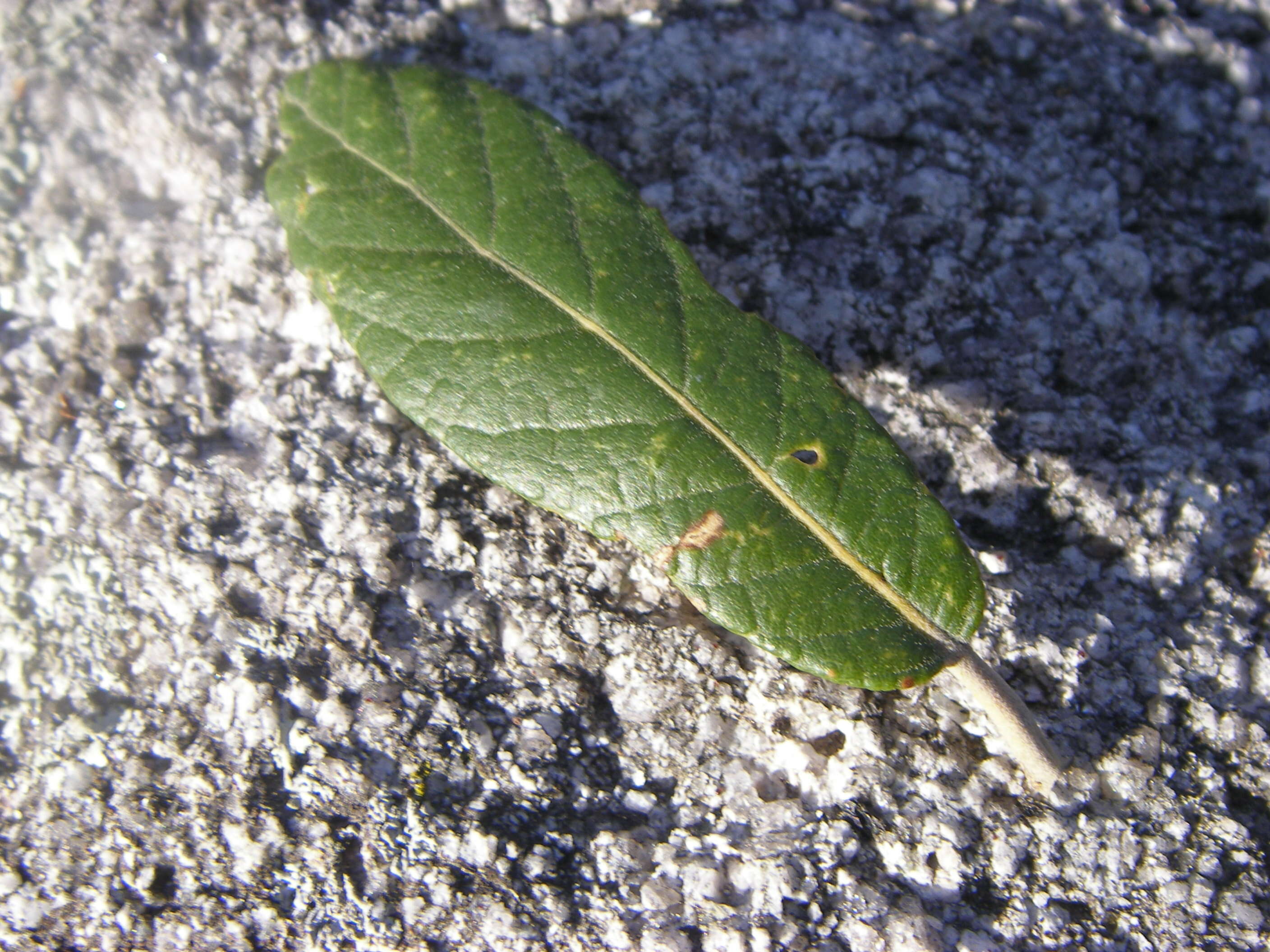 Image of Silverleaf Oak