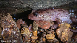 Image of dusky salamanders