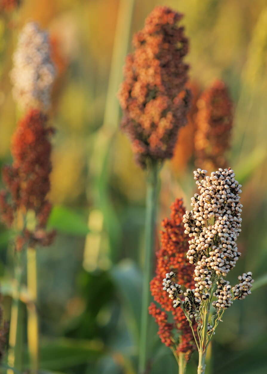 Image of sorghum