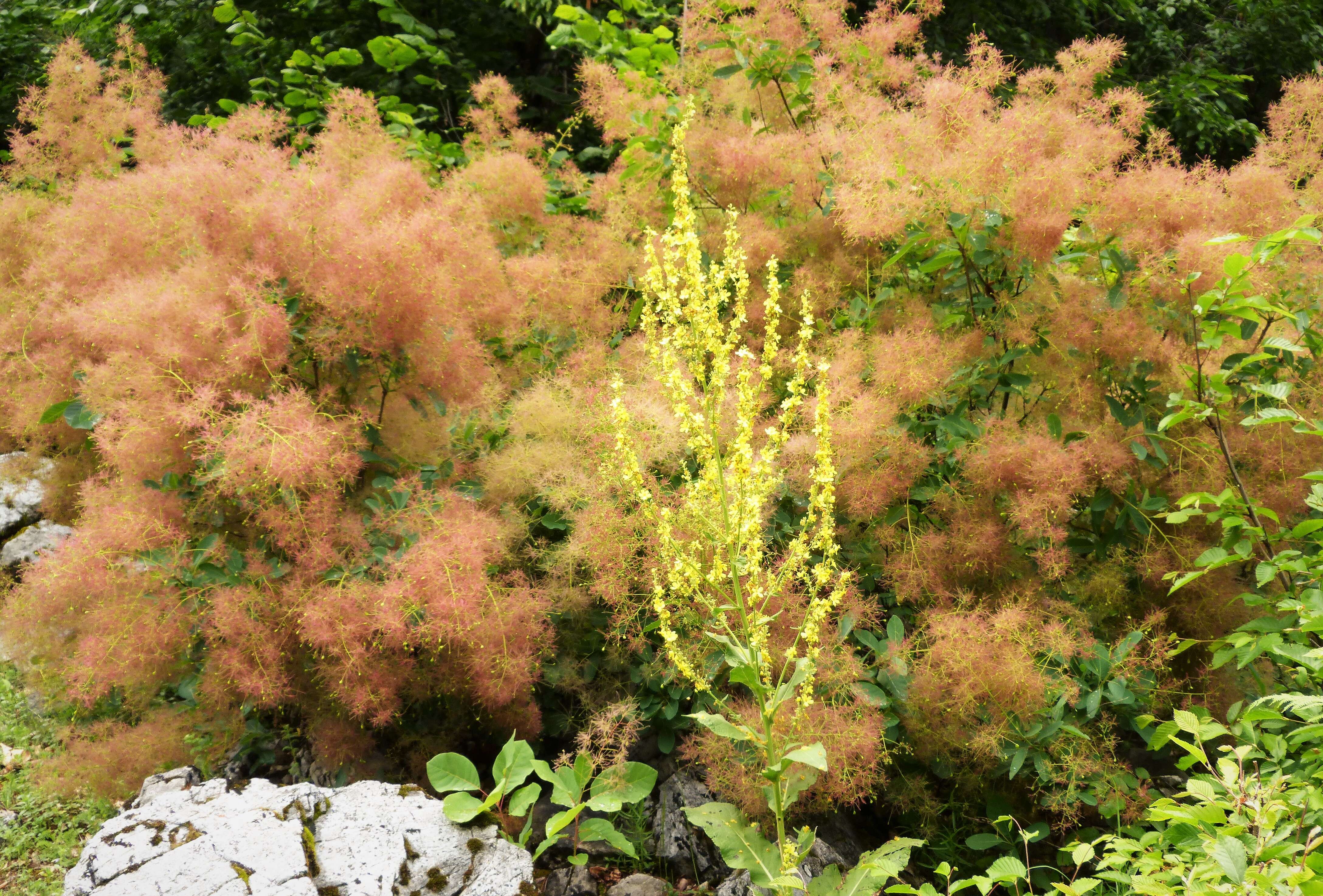 Image of smoketree