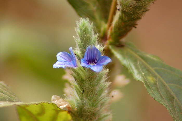 Neuracanthus tetragonostachyus Nees resmi