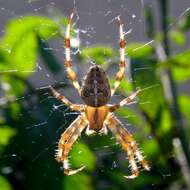 Image of Garden spider