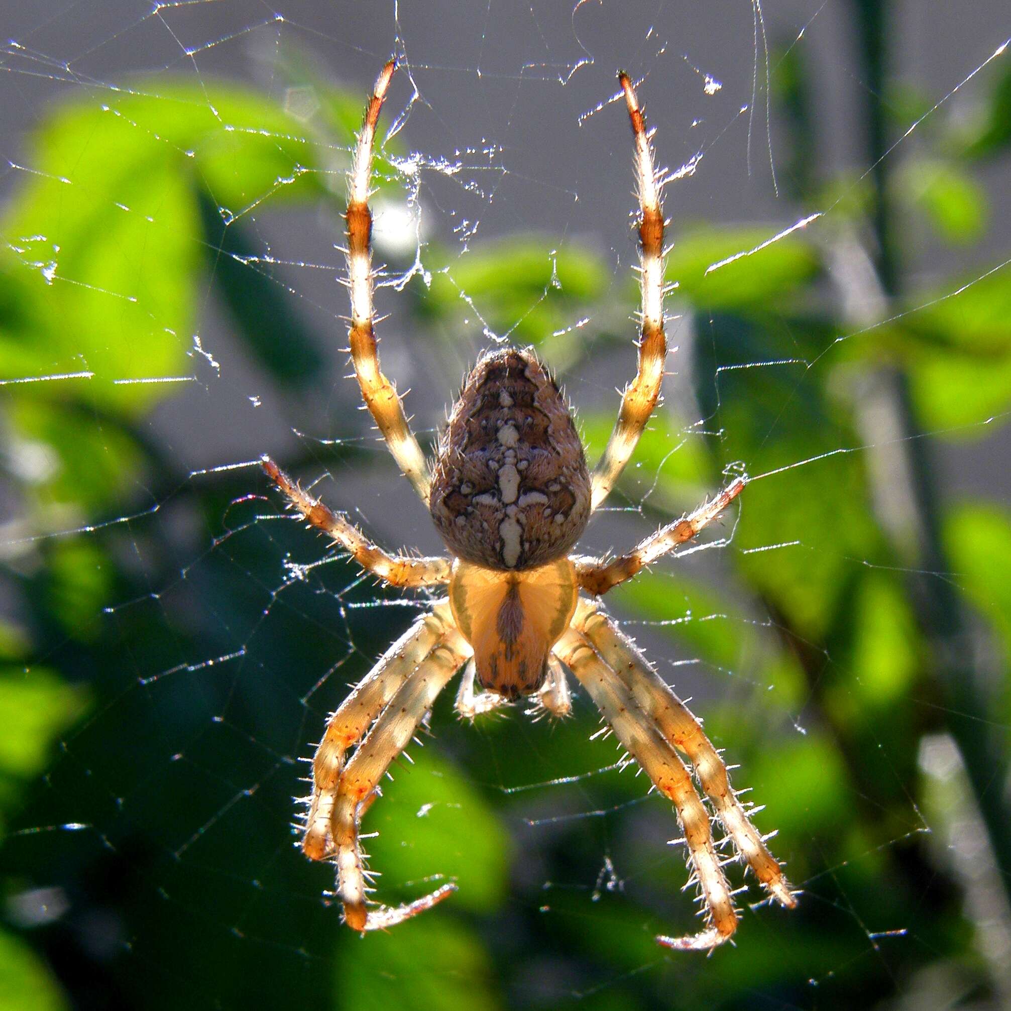 Image of Garden spider