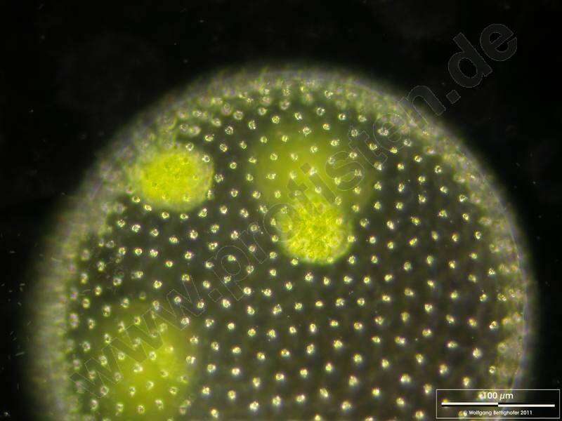 Image of Globe Algae