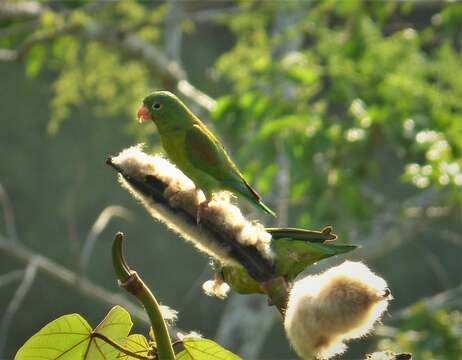 Image of Orange-chinned Parakeet