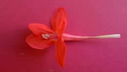 Image of Ruellia affinis (Schrad.) Lindau