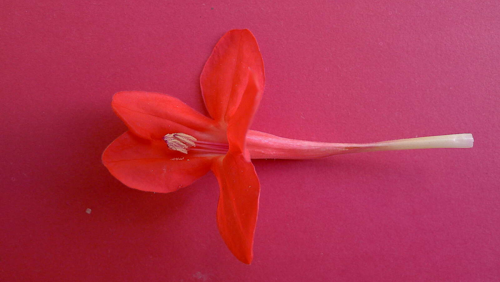 Image of Ruellia affinis (Schrad.) Lindau