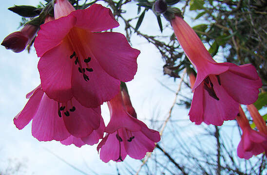 Image of Cantua buxifolia Jussieu ex Lamarck