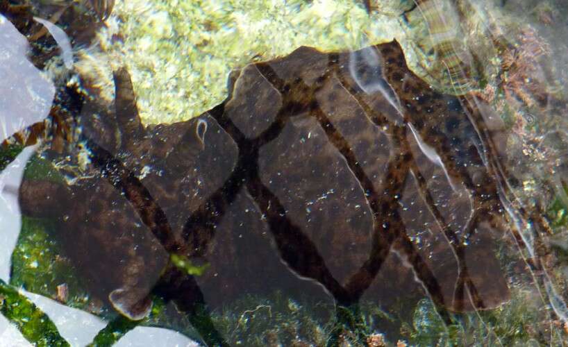 Image of sea hare