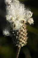 Image of candle anemone