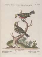 Image of Setophaga Swainson 1827