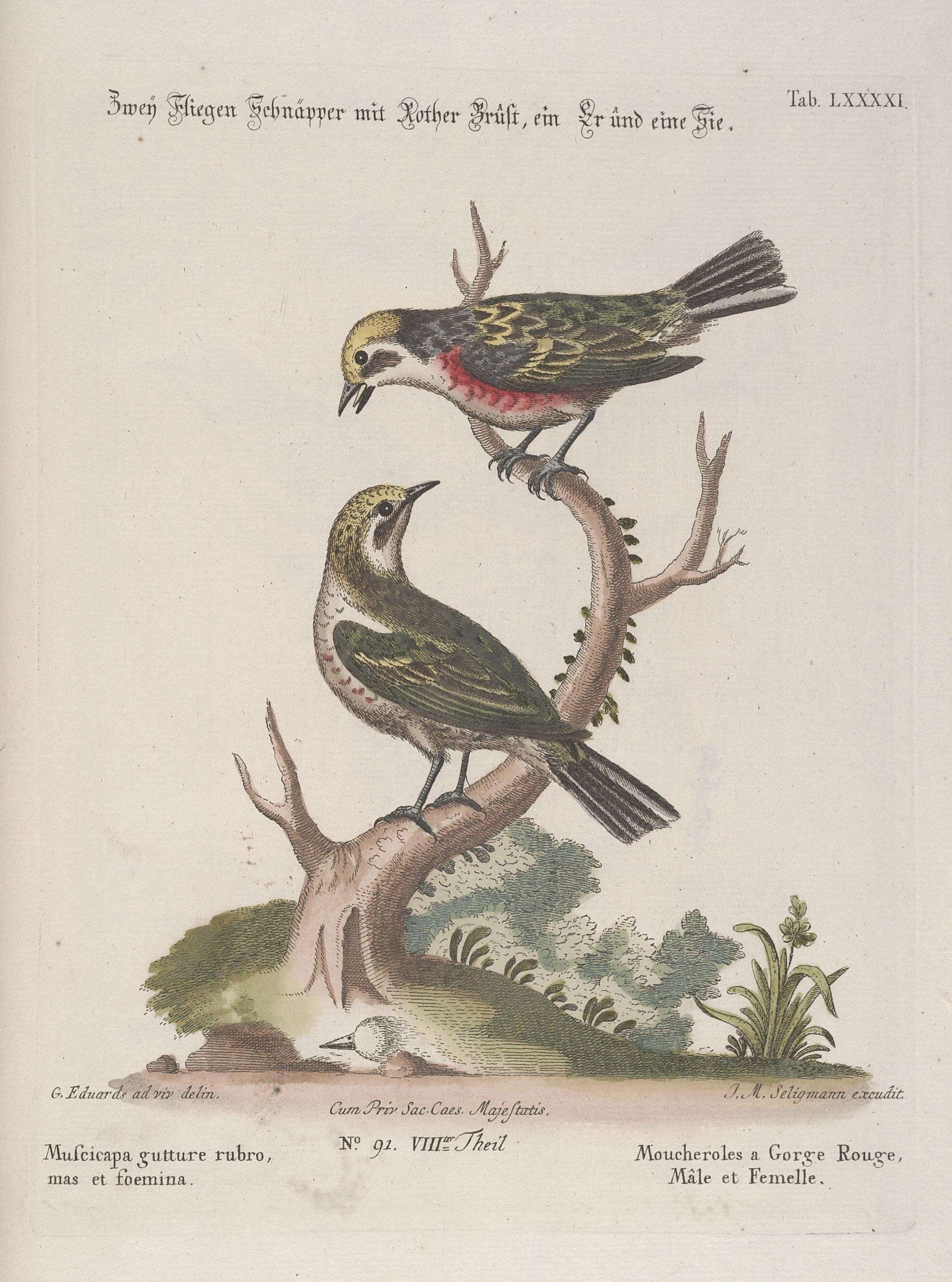 Image of Setophaga Swainson 1827
