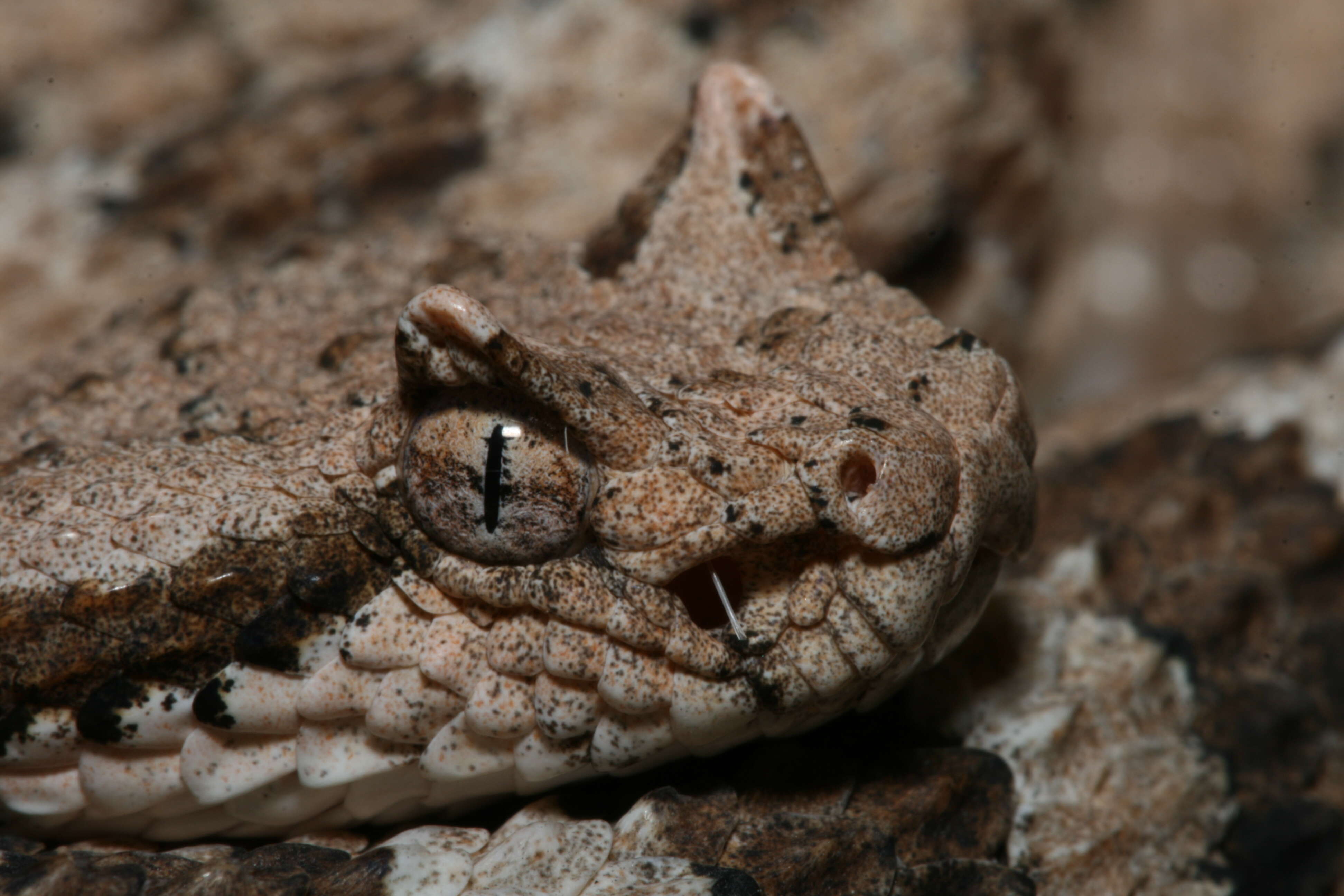 Image of Sidewinder Rattlesnake