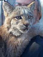 Image of Lynx Felis