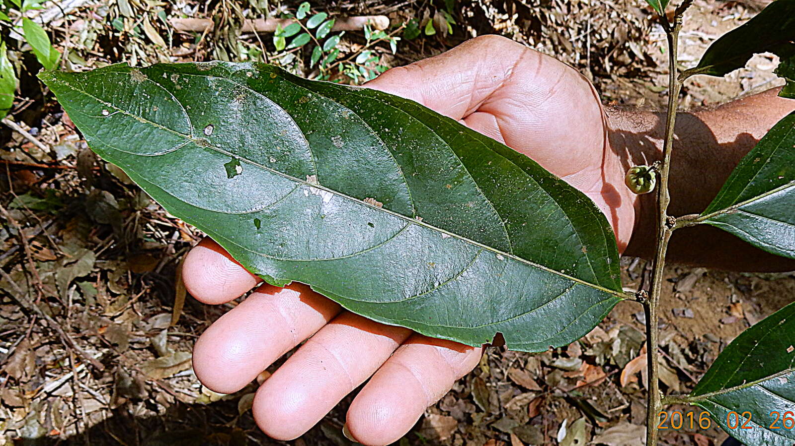 Image of Casearia commersoniana Cambess.