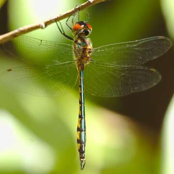 Image of Fat-bellied Emerald