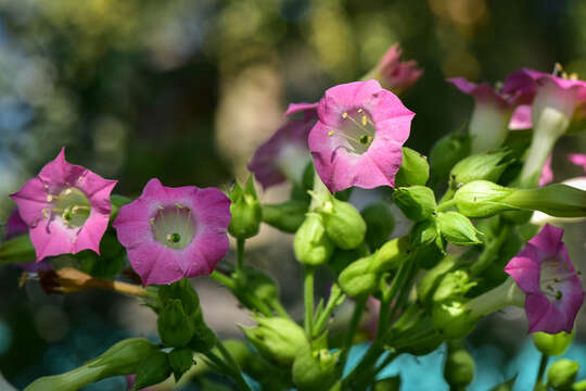 Image of cultivated tobacco