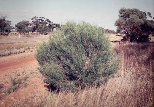 Image de Dodonaea viscosa subsp. angustissima (DC.) J. West