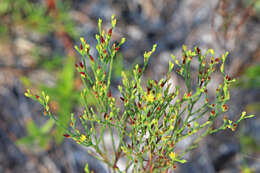 Sivun Hypericum gentianoides (L.) Britton, E. E. Sterns & Poggenb. kuva