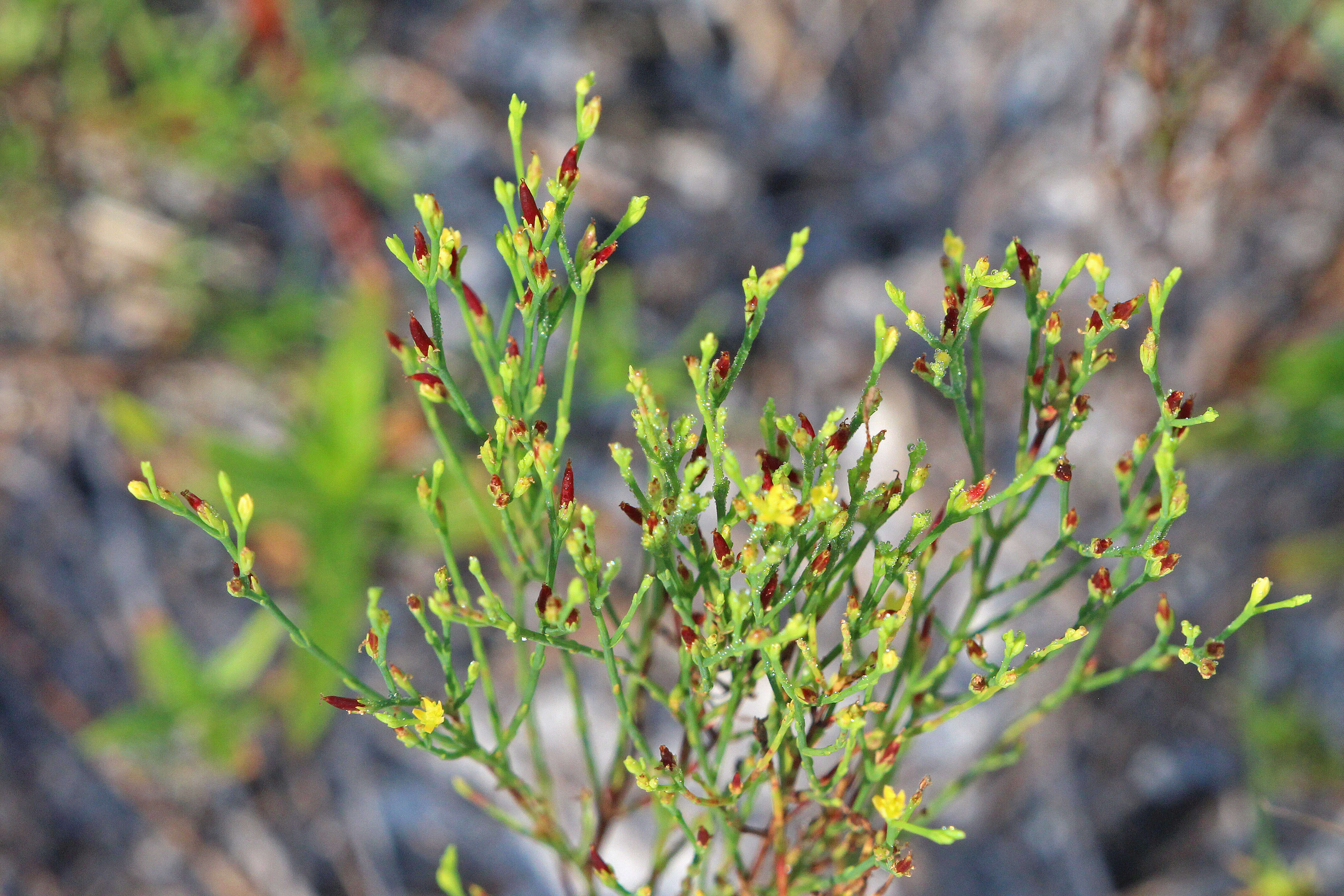 Image of orangegrass