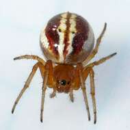 Image of Araneus