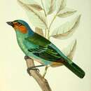 Image of Rufous-cheeked Tanager