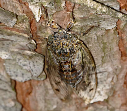 Image of Cicada orni Linnaeus 1758