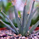 Image of Agave Cactus