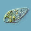 Image de Blepharisma lateritium (Ehrenberg 1831) Stein 1859