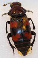 Nicrophorus (Nicrophorus) americanus Olivier & A. G. 1790 resmi