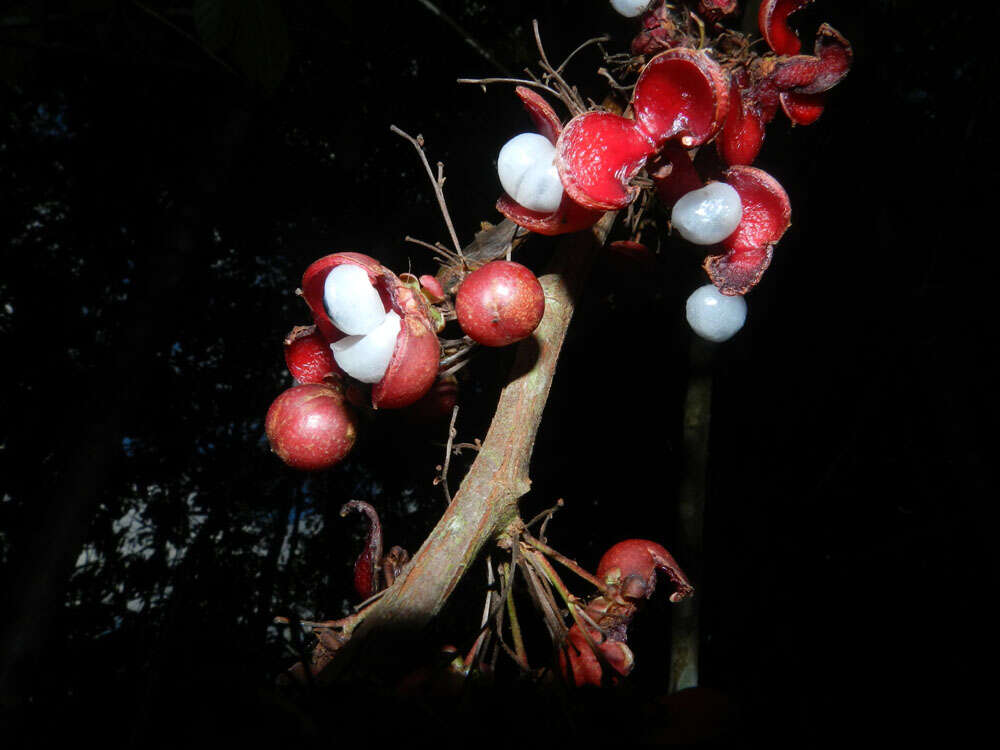 Image of caskfruit