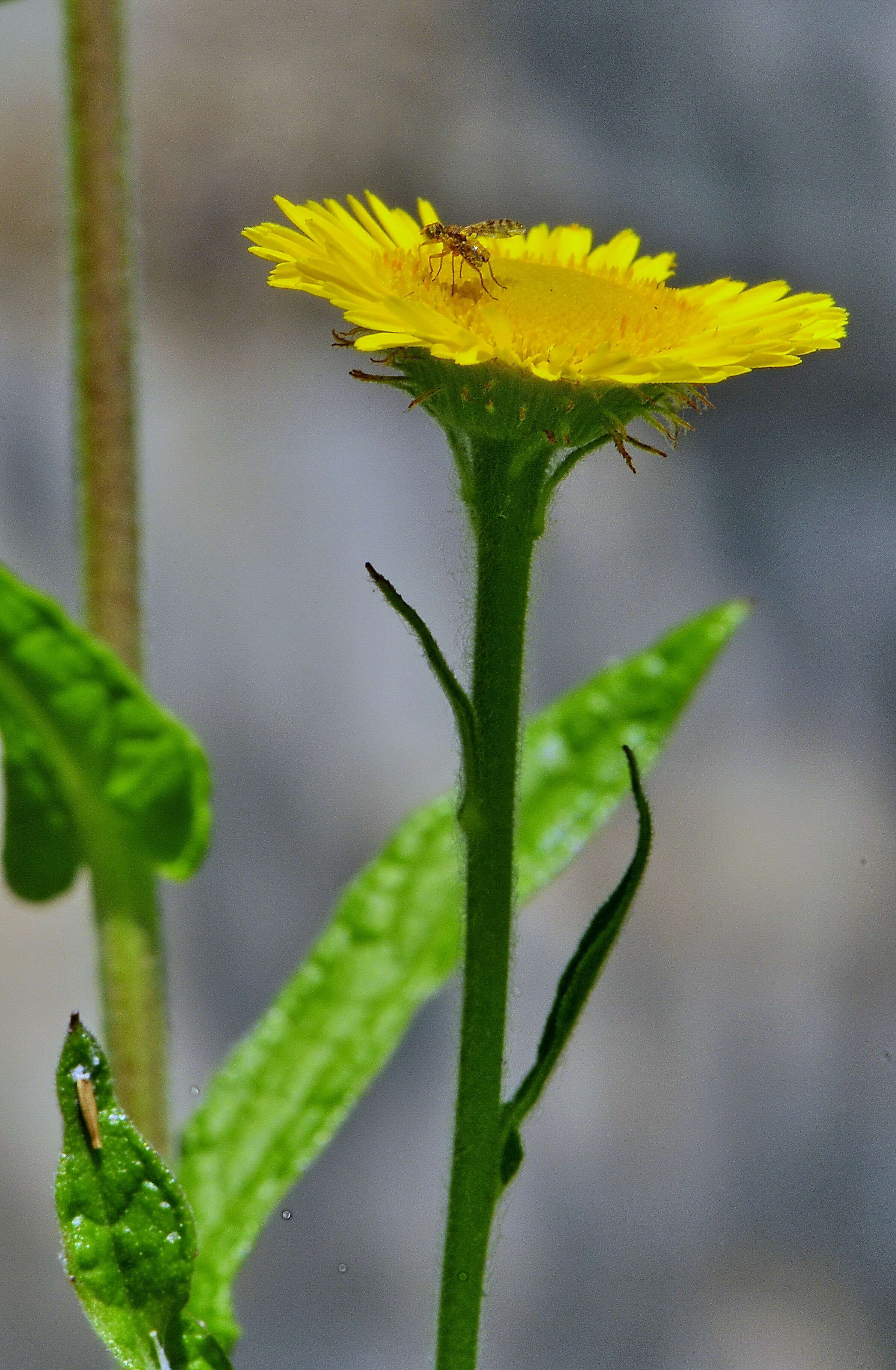 صورة Pulicaria dysenterica subsp. dysenterica