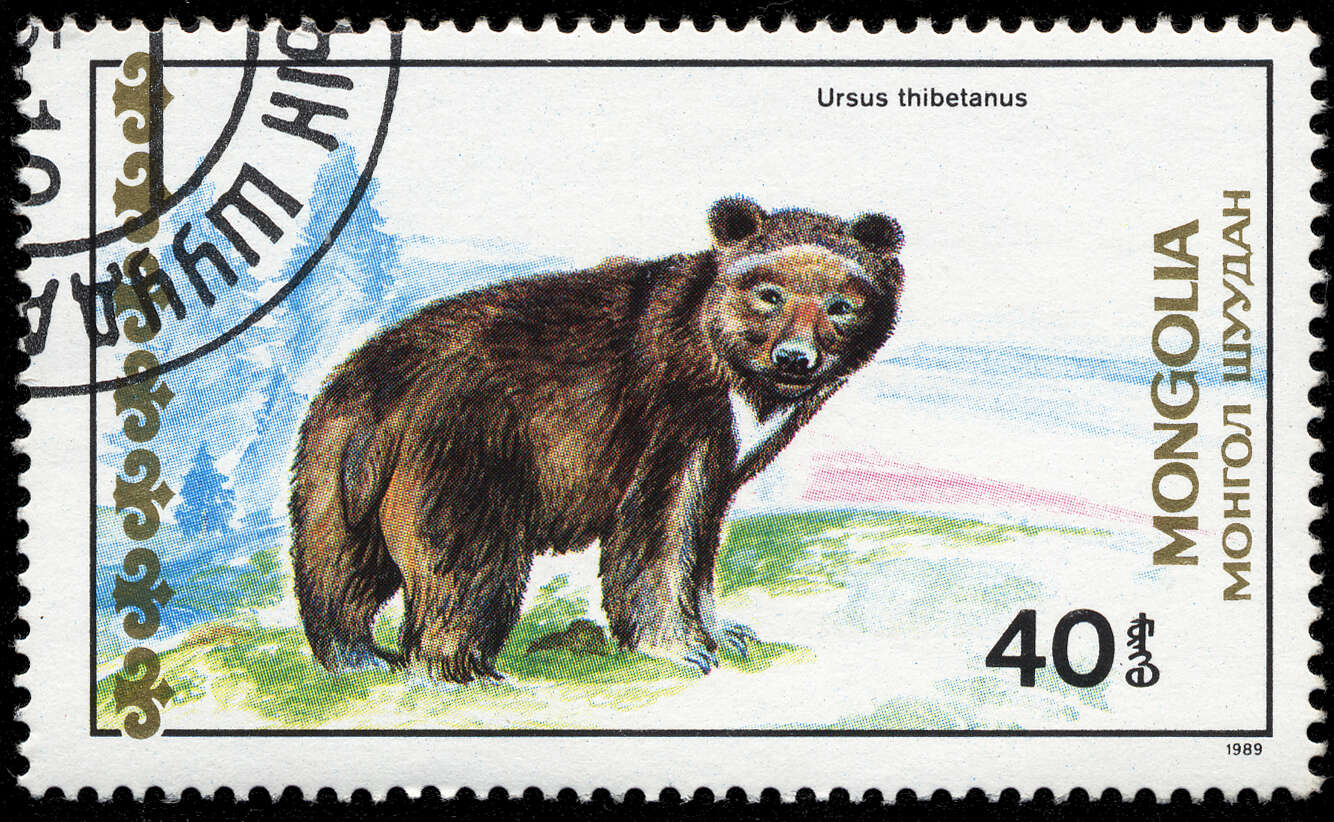 Image of Asiatic black bear