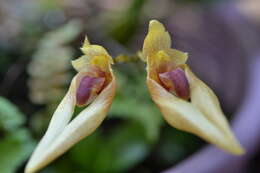 Image of Bulbophyllum annandalei Ridl.