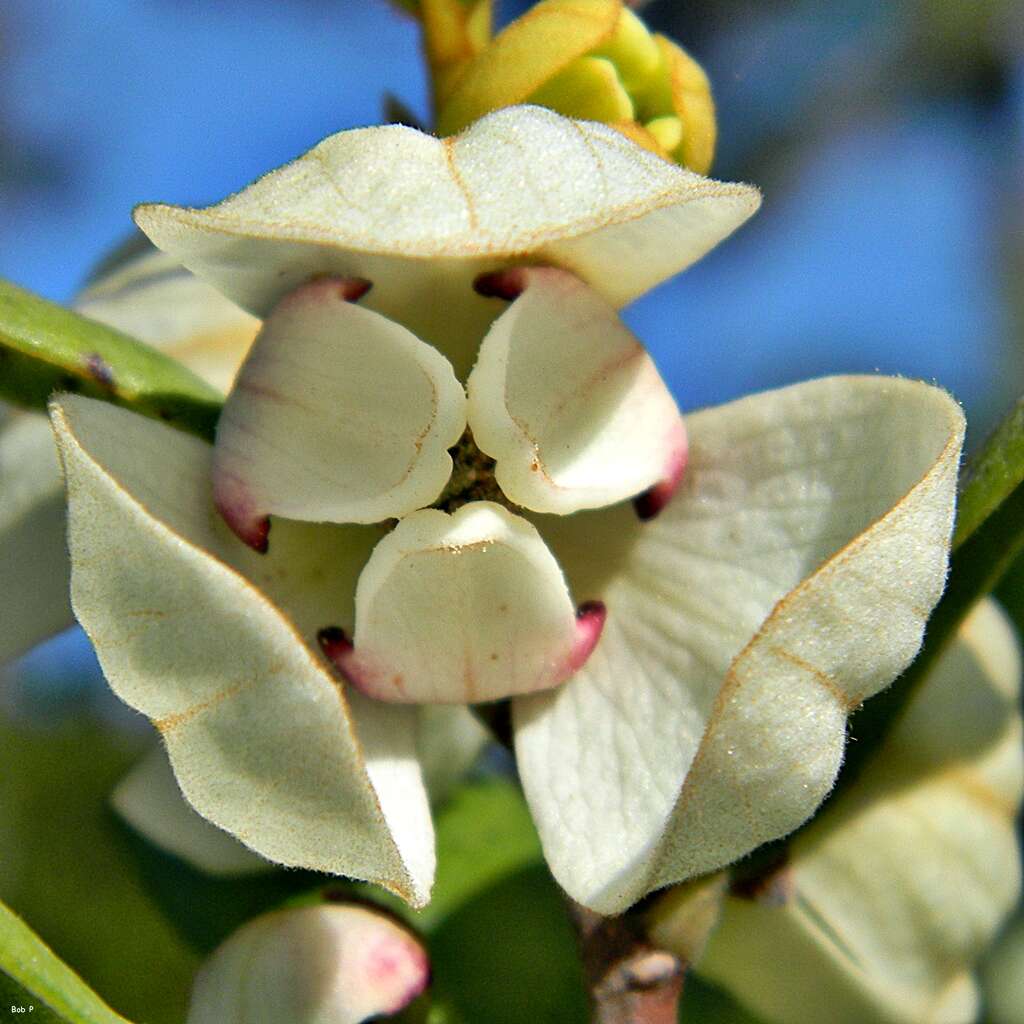 Image of netted pawpaw