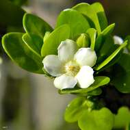 Image of white indigoberry