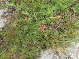 Image of broomrape