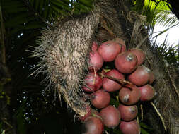 Image of bactris palm