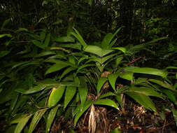 Imagem de Geonoma cuneata H. Wendl. ex Spruce