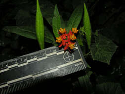 Image of milkweed