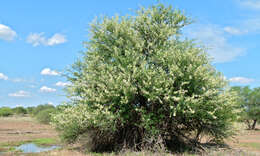 Image of Vachellia grandicornuta (Gerstner) Seigler & Ebinger