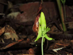 Image de Pseudopiptadenia psilostachya (DC.) G. P. Lewis & M. P. Lima