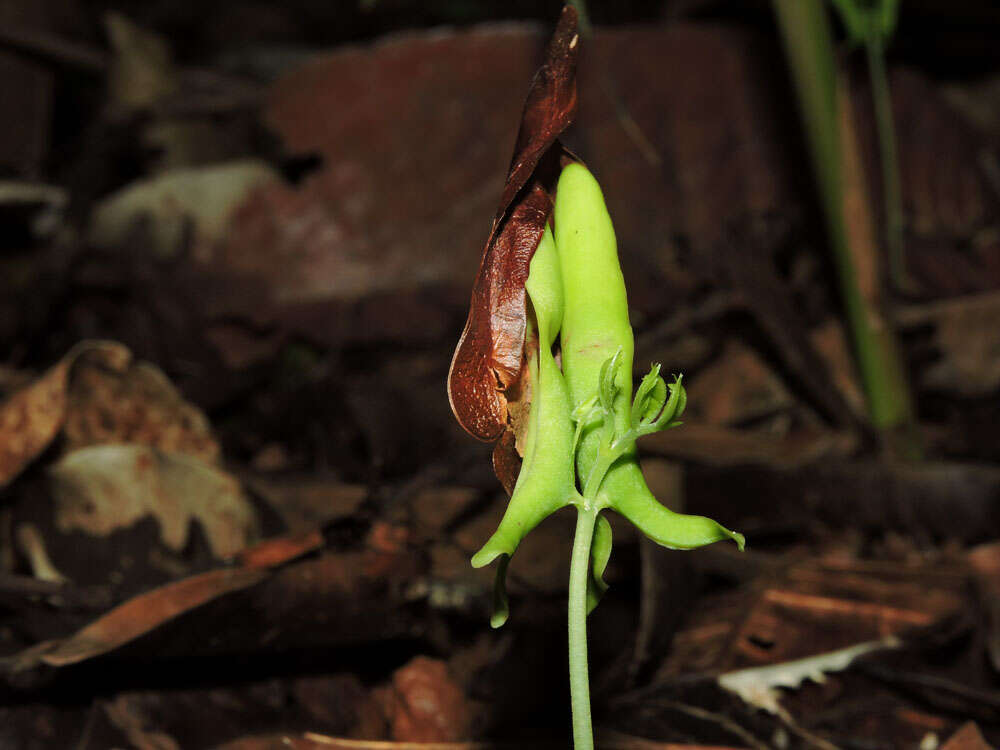 Image de Pseudopiptadenia psilostachya (DC.) G. P. Lewis & M. P. Lima