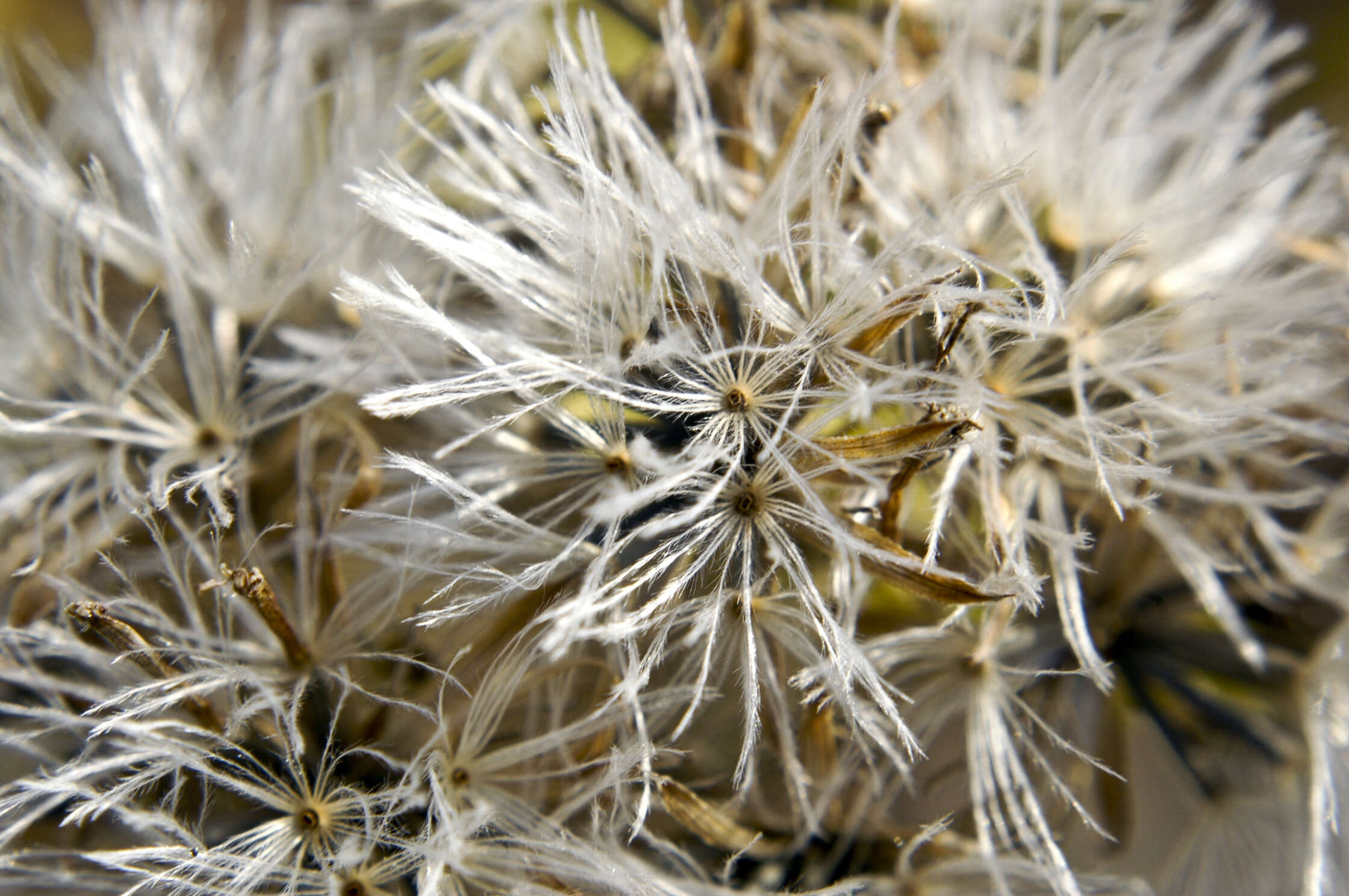 Brickellia eupatorioides (L.) Shinn.的圖片