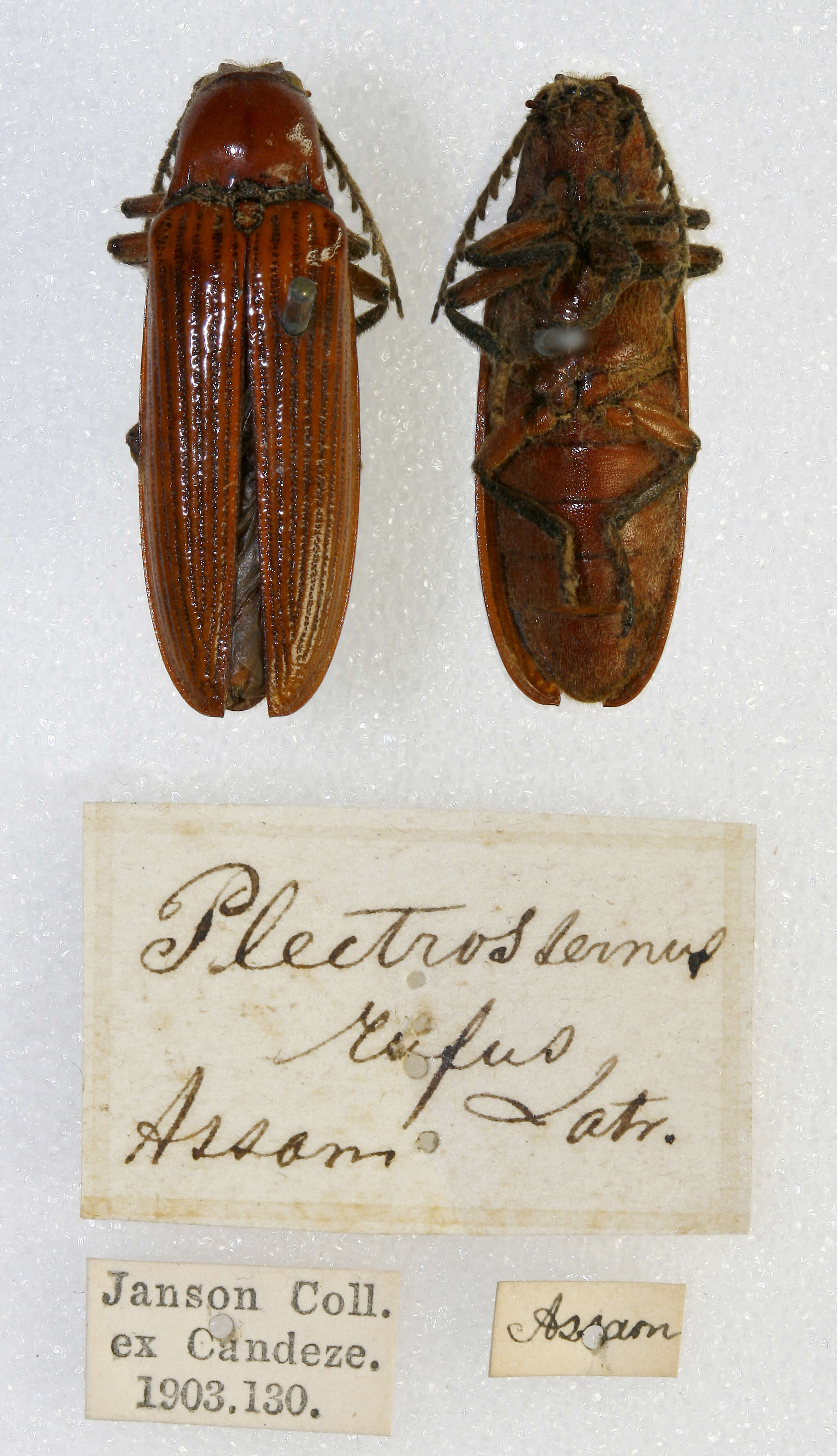 Image of Plectrosternus