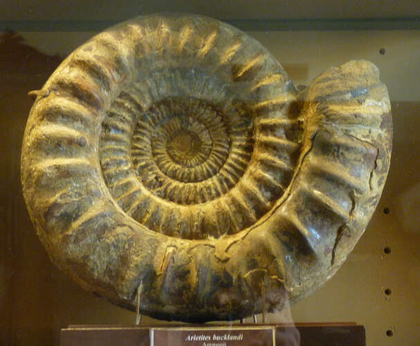 Image of Ammonites