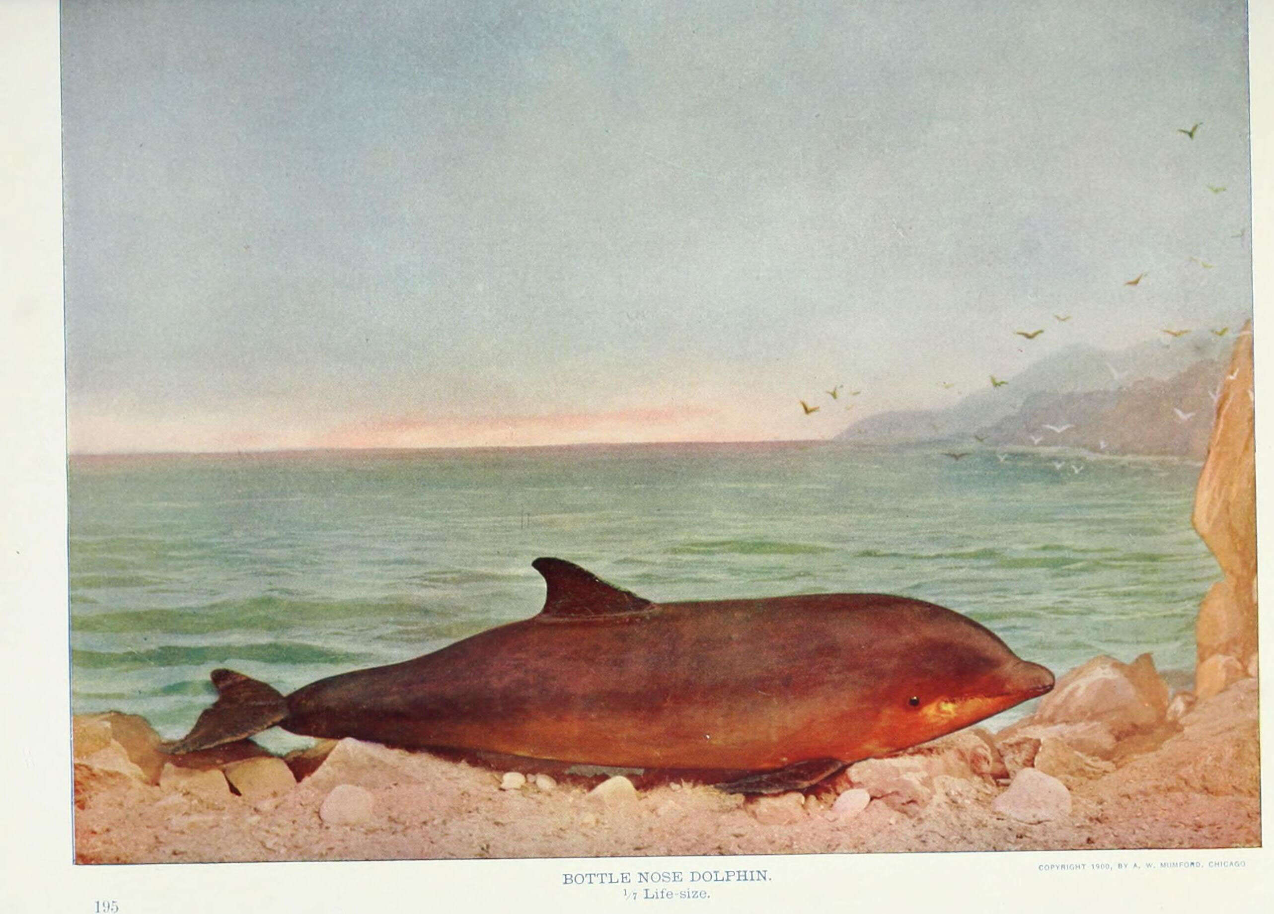 Imagem de Tursiops Gervais 1855