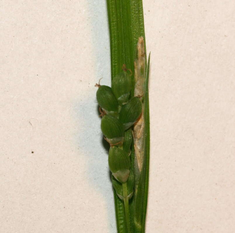 Image of Cumberland sedge